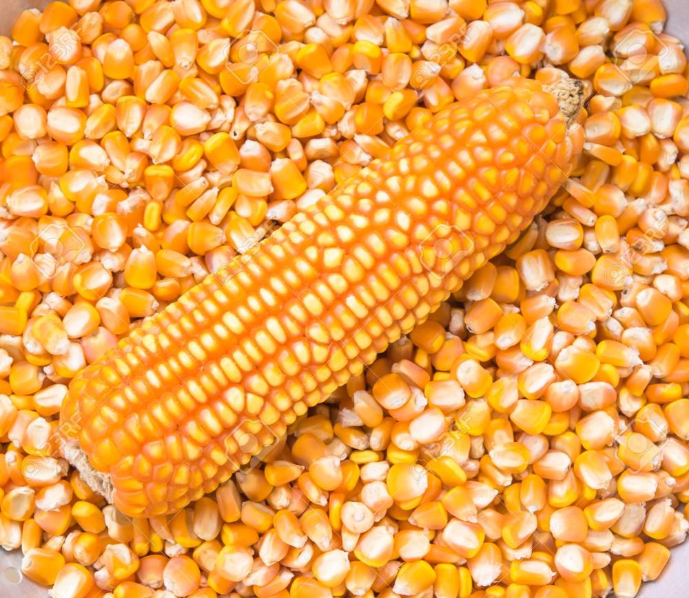 Corn