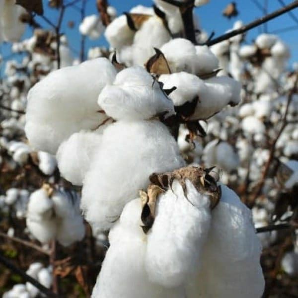 Cotton