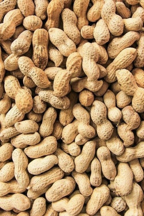 Groundnut